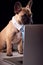 Studio Portrait Of French Bulldog Puppy Wearing Collar And Tie Using Laptop Against Black Background