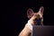 Studio Portrait Of French Bulldog Puppy Wearing Collar And Tie Using Laptop Against Black Background