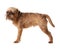 Studio portrait of funny Brussels Griffon dog