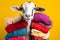 Studio portrait of a goat wearing knitted hat, scarf and mittens. Colorful winter and cold weather concept