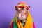 Studio portrait of a hippopotamus wearing knitted hat, scarf and mittens. Colorful winter and cold weather concept