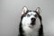 Studio portrait husky dog looking