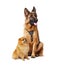 Studio portrait of Junior german shepherd and pomeranian. Big and small dogs isolated on a white.