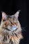 Studio portrait large Maine Coon cat isolated on black background