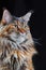 Studio portrait large Maine Coon cat isolated on black background