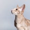 Studio portrait of lavender Siamese cat