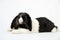 Studio Portrait Of Miniature Black And White Flop Eared Rabbit Lying On White Background