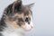 Studio portrait of a muzzle of a small gray three-colored kitten