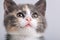 Studio portrait of a muzzle of a small gray three-colored kitten on a gray background