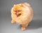 Studio portrait of a paw raised small cute furry purebred spitz dog walking on a gray background