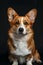 Studio portrait photo of a Corgi on a black background.