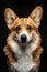 Studio portrait photo of a Corgi on a black background.