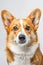 Studio portrait photo of a Corgi on a white background.