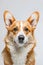 Studio portrait photo of a Corgi on a white background.