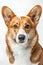 Studio portrait photo of a Corgi on a white background.