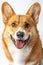 Studio portrait photo of a Corgi on a white background.