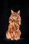 Studio portrait red large Maine Coon cat full length. Cat isolated on black background