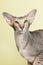 Studio portrait of seal tabby Siamese cat