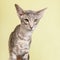 Studio portrait of seal tabby Siamese cat