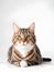 Studio portrait of a sitting tabby cat looking forward against a white background