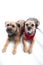 studio portrait of two cute Border terrier dogs wearing neck bandanas cut-out white background