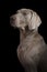 Studio portrait of a Weimaraner