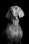 Studio portrait of a Weimaraner