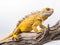 Studio portrait of a yellow iguana on a tree branch