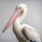 Studio Portraiture Of A White Pelican Pecking Away