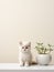 Studio shoot captures the charm of a small, cute cat against a minimalist setup.