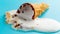 Studio shoot mini white ice cream cone melting on blue timelapse