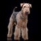 Studio shot of an adorable Airedale terrier
