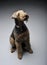 Studio shot of an adorable Airedale Terrier looking up curiously