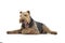 Studio shot of an adorable Airedale Terrier yawning on white background