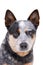 Studio shot of an adorable Australian Cattle Dog