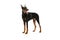 Studio shot of adorable black-brown Doberman isolated on white background. Concept of beauty, art, animal, vet and ad