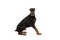 Studio shot of adorable black-brown Doberman isolated on white background. Concept of beauty, art, animal, vet and ad