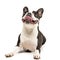 Studio shot of an adorable Boston Terrier