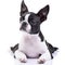 Studio shot of an adorable Boston Terrier