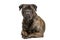 Studio shot of an adorable Bull mastiff