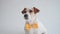Studio shot of an adorable calm Jack Russell Terrier with a yellow tie tied around his neck in front