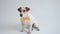 Studio shot of an adorable calm Jack Russell Terrier with a yellow tie tied around his neck in front