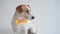 Studio shot of an adorable calm Jack Russell Terrier with a yellow tie tied around his neck in front