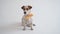 Studio shot of an adorable calm Jack Russell Terrier with a yellow tie tied around his neck in front