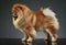 Studio shot of an adorable chow chow standing and looking curiously