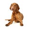 Studio shot of an adorable Hungarian vizsla