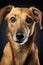 Studio shot of an adorable mixed breed dog looking at the camera