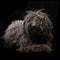 Studio shot of an adorable Puli