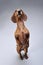 Studio shot of an adorable short-haired Dachshund standing on hind legs