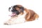 Studio shot of an adorable St. Bernhardshund - Bernhardiner yawn